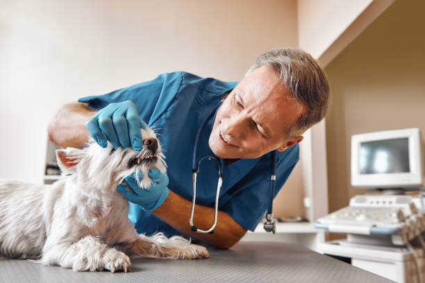 Best Emergency Dentist for Special Needs Patients in Corry, PA